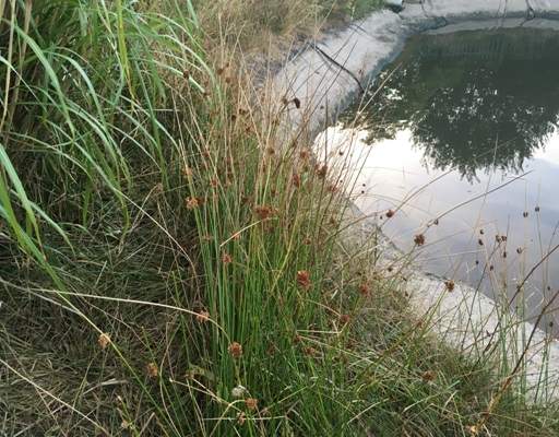 Long grass by pond